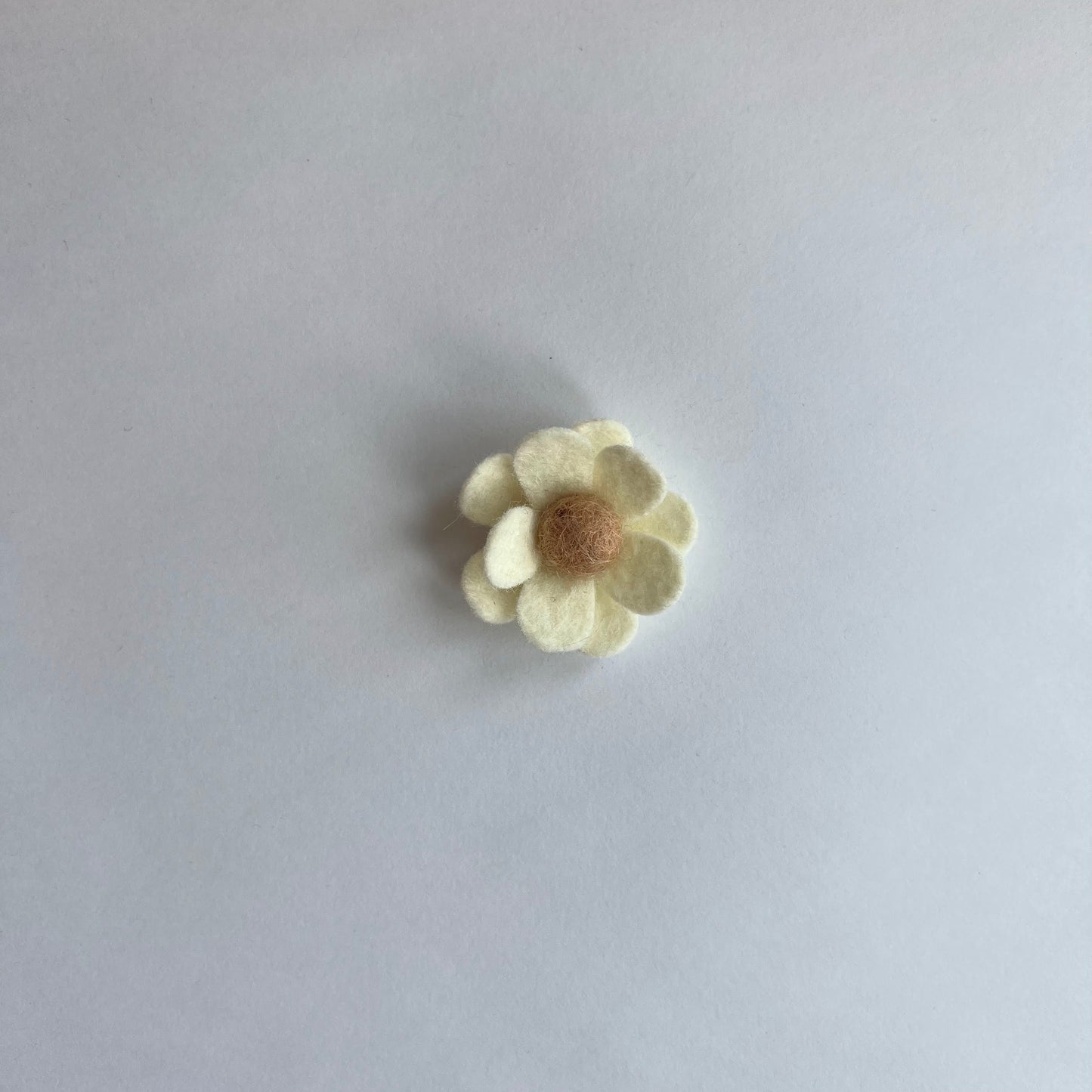 neutral daisies