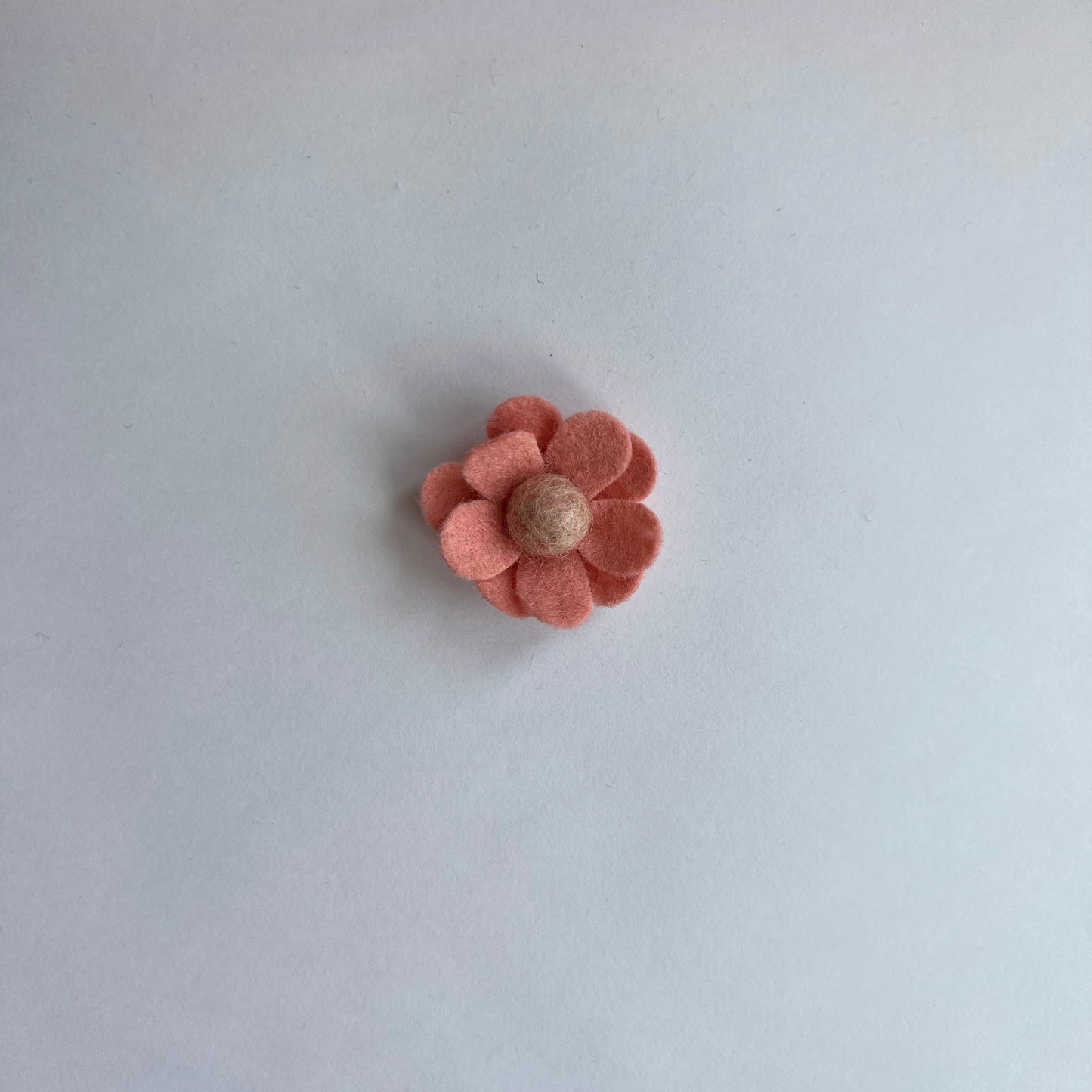 neutral daisies
